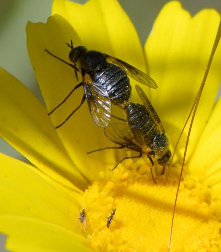 Réf. 282 679 : Usia sp.